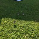 Seglertreffen 2017